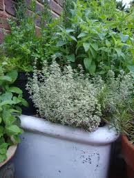 Herbs In Belfast Sink Belfast Sink Herb Garden Belfast Sink Garden Best Herbs To Grow