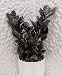 Raven zz plant (zamioculas zamiifolia raven) brings the best qualities of regular old zz plant. Zz Plant Zamioculcas Zamiifolia Information And Care Guide Our House Plants