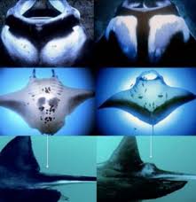 Inilah 140 lebih gambar ikan laut lengkap dengan sketsa hitam putih dan pola, gambar animasi, ikan hias. Spesies Ikan Pari Manta Yang Terancam Punah Pgsp
