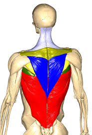 Allenamento con elastici in casa dorsali e bicipiti il. Esercizi Per Dorsali Muscoli Info