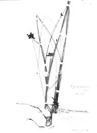 Image result for Cyperus pectinatus