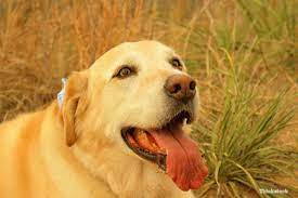 When Is Dog Panting Abnormal