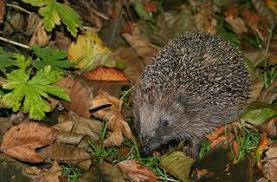 Igel beginnen ihren winterschlaf im november. So Helfen Sie Igeln Durch Herbst Und Winter Garten Naturnaher Garten Igelhaus