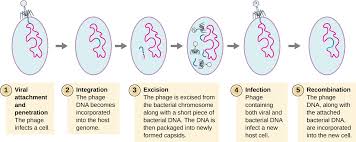 The Viral Life Cycle Microbiology
