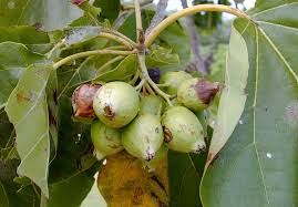 Image result for Cordia africana
