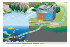 Filtre De Piscine Ecologique Et Naturelle