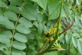 Image result for Guilandina bonduc