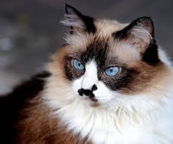 Kucing himalaya merupakan hasil perkawinan silang antara kucing siam dengan kucing persia. Apa Beda Kucing Himalaya Dan Persia Berikut Ciri Dan Perilakunya