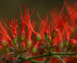 Image result for Combretum microphyllum