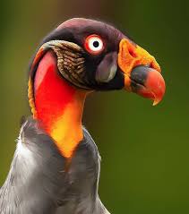 Bird With Big Eyes Name Pin On Noodles Ornithology