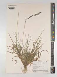 Image result for Eragrostis atrovirens