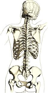 Female Back Anatomy Google Search Skeleton Drawings Skeleton Anatomy Dislocated Rib