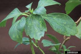 Image result for Alfalfa mosaic virus