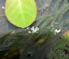 Image result for Lagarosiphon major