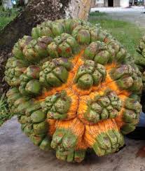 Image result for Pandanus