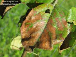 Apple scab is a common disease of apple and crab apple trees, as well as mountain ash and pear. Garden Pests And Diseases Honeycrisp Apple Tree Leaf Disease 3 By Dancer24