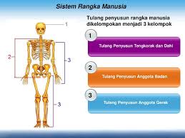 Maybe you would like to learn more about one of these? Bab Iii Sistem Gerak Manusia Ppt Download
