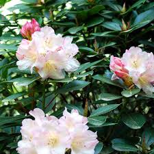 Image result for Rhododendron