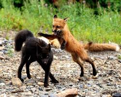 Black And Orange Fox Breed Pin By Shelby Strong On Too Cute Cute Fox Cute Animals Animals Beautiful