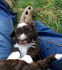 Join millions of people using oodle to find puppies for adoption, dog and puppy listings, and other pets adoption. Sunny Mountain Puppies
