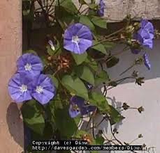 Image result for Jacquemontia