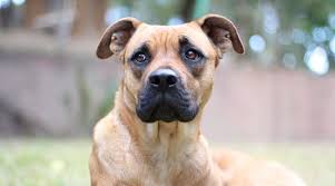 The average lifespan of a great dane is between 6 to 10 years. Great Dane Boxer Mix Boxane Breed Info Facts Puppy Prices More