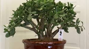 Bir ağaç ile aynı doğal özelliklere sahip olması nedeniyle yetiştirmek için en az 5 yıl harcamanız gerekiyor. Evde Bonsai Yetistirilir Mi Bonsai Siparisi