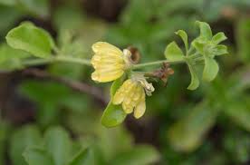 Image result for Justicia scandens