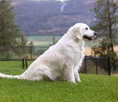 English Cream Golden Retriever Female Puppy Puppies Golden Retriever Puppies Blocky Female Golden Retriever White Golden Retriever Puppy Retriever Puppy
