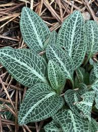 Image result for Goodyera