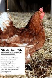 Ne Jetez Pas Le Fumier De Vos Poules Guide Pour Elever Des Poules Dans Son Jardin Elever Des Poules Poule Jardin Poulet
