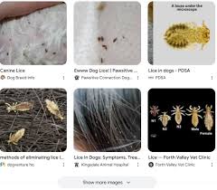 Image result for what do Mallophaga look like in dog fur