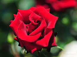 بالبينك والاحمر والاورانج صور اجمل الورود الطبيعيه لعيونكم مجتمع
