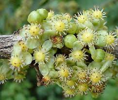 Image result for Garcinia livingstonei