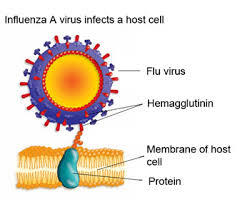 He was diagnosed with the h10n3 strain of bird flu on may 28, but now is in stable condition and preparing to be discharged from the hospital. Avian Flu Adapts To Human Hosts