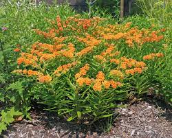 Butterflyweed Asclepias Tuberosa Master Gardener Program Asclepias Tuberosa Asclepias Perennial Plants
