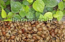 Image result for Dolichos angustifolius