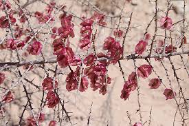 Image result for Phaeoptilum spinosum