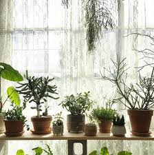 There are several different colors and varieties, so there's a snake plant that appeals to everyone. 10 Bedroom Plants To Help Give You The Best Sleep Ever