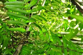 Image result for Lomariopsis warneckei