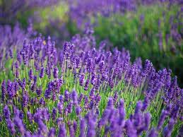 The powdered seed is also applied to the eye, in case of secrets of native american herbal remedies: 5 Bathing Herbs And Flowers With Healing Benefits