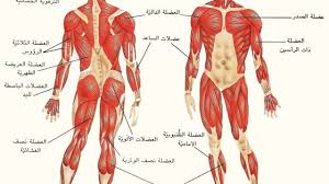 ما هو عدد عضلات جسم الإنسان Human Body Muscle Body
