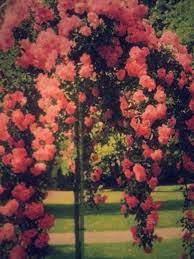 December 31, 2020 at 11:52 pm ·. Pin By Rebecca Vader On Roses In Bloom Rose Trees Planting Flowers Beautiful Gardens