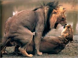 8 сен 2015370 276 просмотров. Animals Mating With Humans For Real Pictures Picturemeta