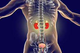 Outside the Kidney – New Study Uncovers Unexpected Source of Common Kidney  Disease