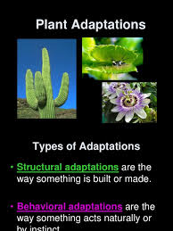 Saguaros are very slow growing, often only putting on a couple of centimetres/inches in the first. Plant Adaptations Trees Plants