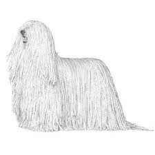 Image result for Komondor