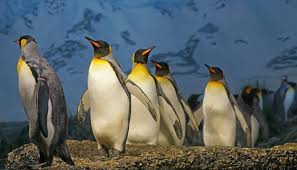The sequel, zoo tycoon 2 (2004), brought the franchise into the world of 3d . Frugal Freebies April 25th Special Days Featuring 47 Penguin Freebies