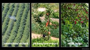 However, fig trees bloom later than most other fruit trees, and will benefit from a sheltered location. Designing A Fruit Tree Guild Lakeside Community Garden
