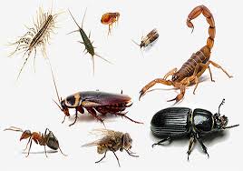 Choosing pest control services delhi blindly is not a good idea for your residence and family. General Pest Control Pest Control Services San Expert Services Delhi Id 19834009330